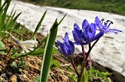 Alla Bocchetta di Budria (2216 m) al Rifugio Balicco e Bivacco Zamboni ad anello il 28 maggio 2021- FOTOGALLERY